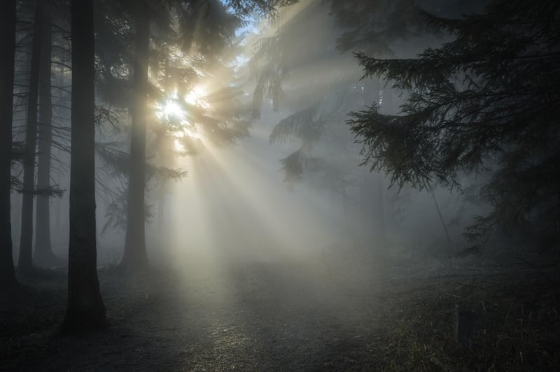 Enchanted Pathway